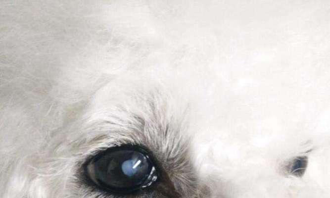 揭秘狗狗白线虫,如何预防和治疗(了解白线虫的危害)