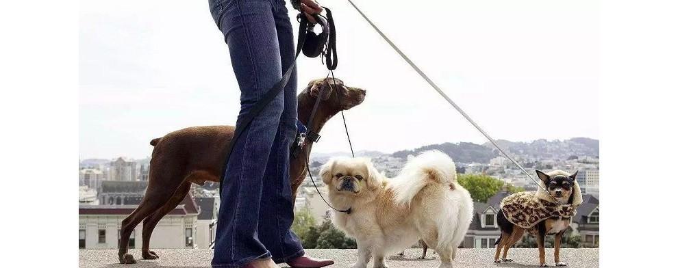 如何让狗狗不让拍屁股(宠物主人必知的方法与技巧)
