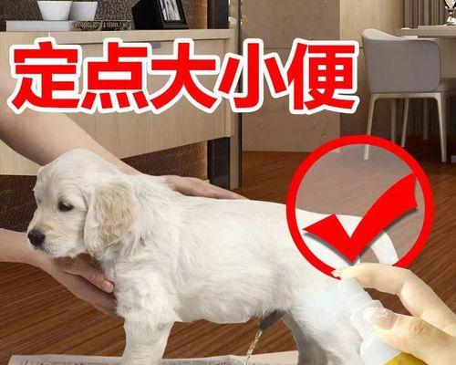 如何正确处理宠物狗的大小便问题(让你的爱犬健康舒适地排便)