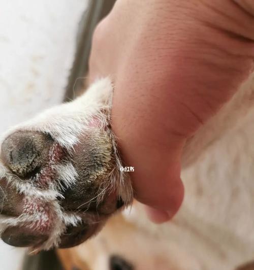 如何处理狗狗肉垫红肿问题(宠物肉垫问题)