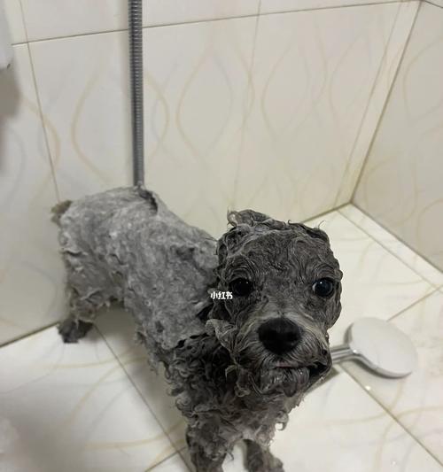 狗狗是否都需要剪毛(剪毛是否有必要)