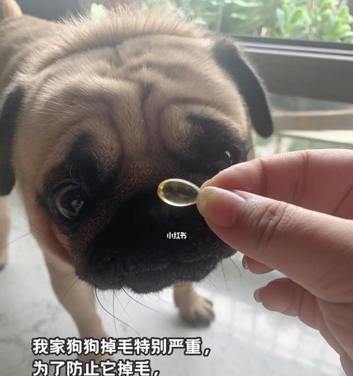 让狗狗健康成长的必备——鱼油(全面了解鱼油的营养成分和使用方法)