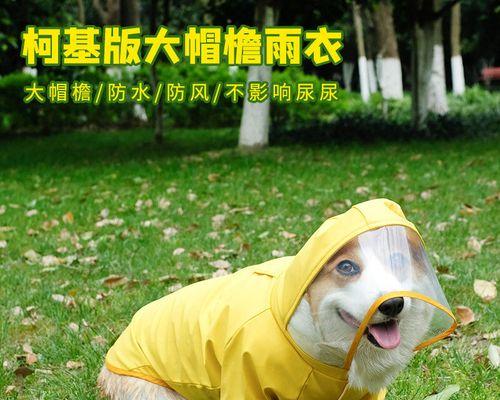 狗狗舔别的狗,背后的真正含义(探究狗狗互相舔的行为)