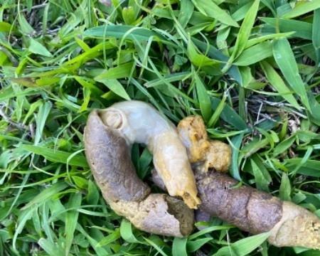 解决宠物狗狗拉臭屎问题(让宠物生活更健康)