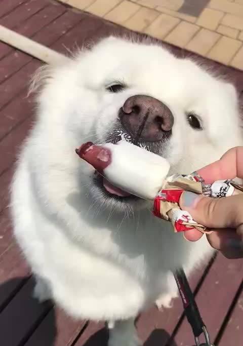 狗狗能吃棒冰吗(探讨宠物狗吃棒冰的安全问题)