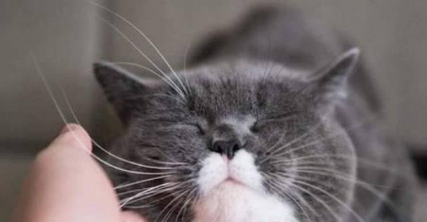 男人舔宠物猫咪生殖器,该不该做(探讨宠物主人与猫咪之间的关系)