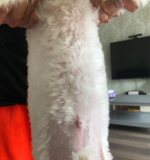 狗狗脐疝，治疗和预防（小毛球的健康不能忽视）