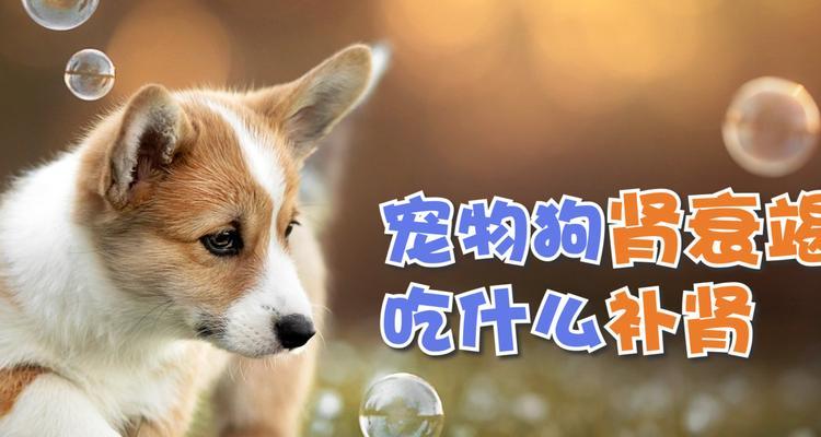 狗狗肾衰竭口臭，应该如何处理（预防、治疗和改善口臭的方法）