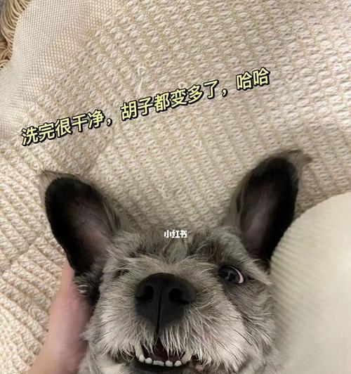 如何处理狗狗睡醒后有鼻水的情况(宠物主人必读的解决方案)