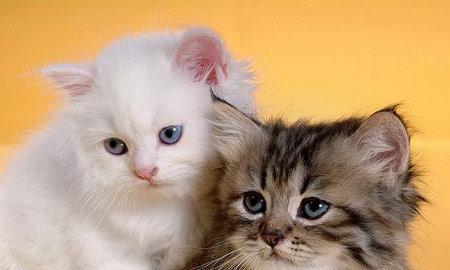 双鱼座的完美猫咪伴侣（以性格特征搭配）