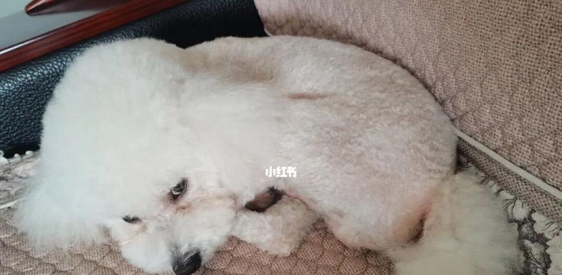 剃毛必备,泰迪狗狗美容指南(如何给泰迪狗狗进行正确的剃毛)