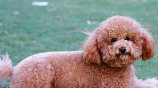 泰迪犬症状详解（了解泰迪犬的常见病症及应对方法）