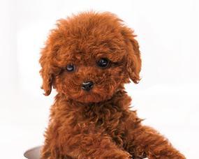 以泰迪犬专卖，让你的爱宠更健康快乐（专业饲养）