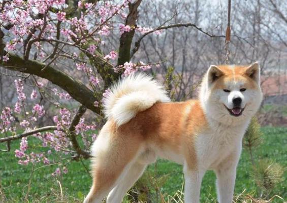田园犬纯种价格及饲养注意事项(以宠物为主)