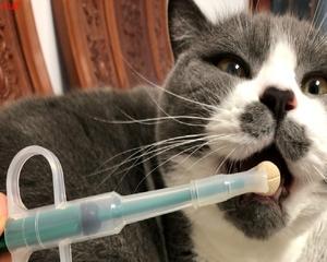 喂狗药片的正确方法（以宠物为主）