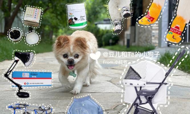小狗长骨刺该怎么办(教你如何正确应对宠物长骨刺问题)