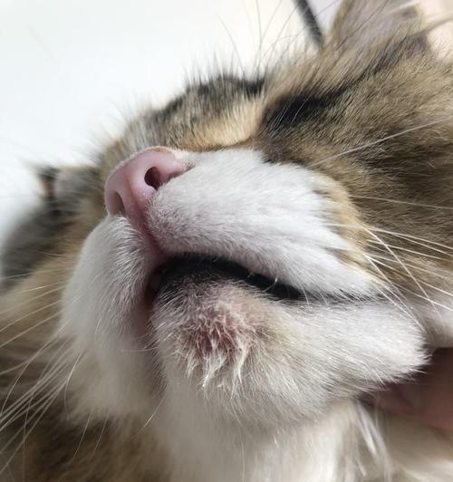 猫咪的清洁需求与棉签的不足(如何满足猫咪的清洁需求)