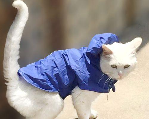 宠物犬中最不易受伤害的排名（让你更放心的选择宠物犬品种）