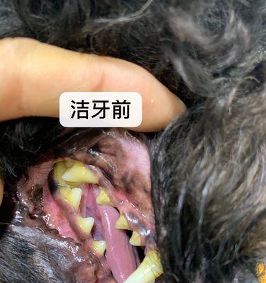 小狗门牙断了一半，宠物主人必知的处理方法（从症状到处理）