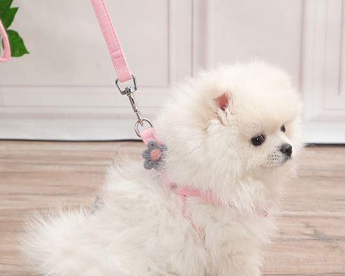 小狗生啦！如何照顾新生幼犬（宠物主人必知的幼犬抚养秘籍）