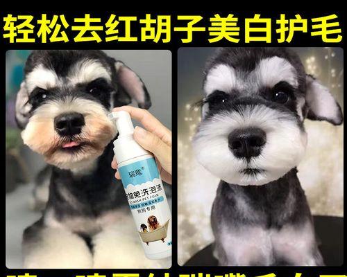 如何画有胡须的小狗（宠物绘画技巧与方法）