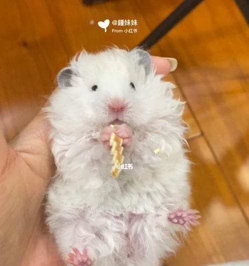 宠物猫不吃东西总叫(探究猫咪进食问题)