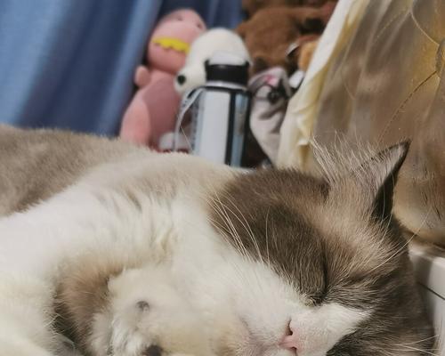 宠物小猫不舒服应怎么办（宠物医生告诉你如何应对小猫不适）