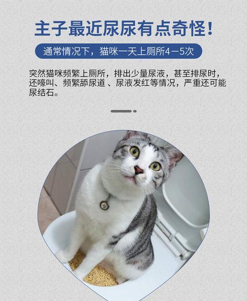 小猫尿道结石,别让宠物痛苦无助(如何预防和治疗尿道结石?关注宠物健康)
