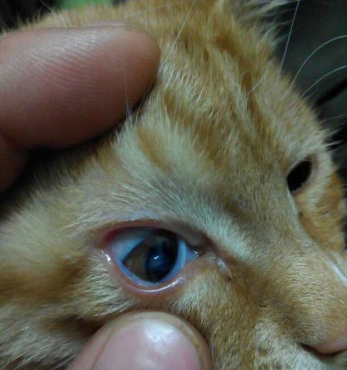 小猫肚子里的绦虫——如何预防与治疗(宠物主人必看)