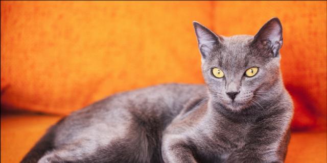 探秘全灰猫的品种和特点(神秘的全灰猫)