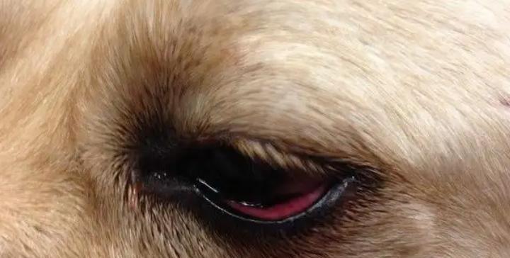 如何照顾犬瘟期间的幼犬(宠物主人必读)