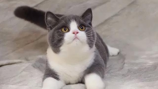如何鉴别不同品种的猫咪(从外形特征到行为习惯)