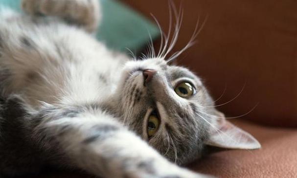 如何判断猫咪性成熟（宠物猫咪的生殖健康必备知识）