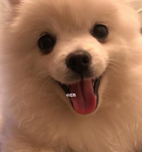 不再尴尬的狗狗——没有尴尬期的宠物选择（选择这些狗狗）