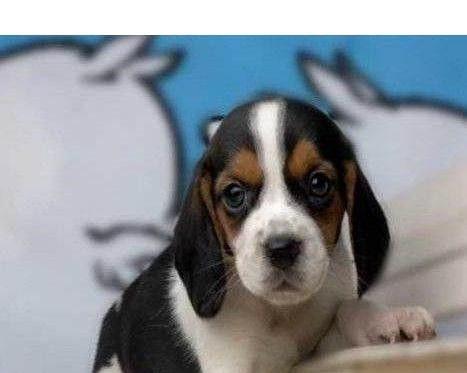 从颜色角度选择比格犬,你需要知道的事项(以什么颜色的比格犬好)