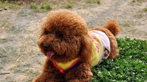 室内适合养什么狗狗(如何选择一只适合居住在室内的狗狗)