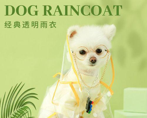 泰迪狗狗的月子护理指南（宠爱你的泰迪宝宝）