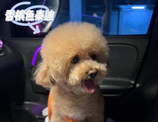 泰迪狗乱叫怎么办（宠物主人必知的训练技巧）
