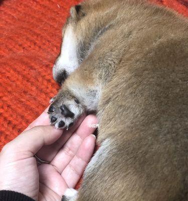 揭秘狗为何喜欢闻脚臭(从宠物行为学的角度解析)