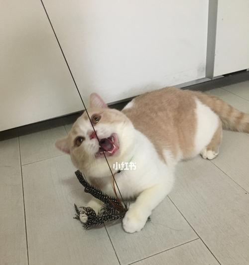 为什么猫会追人的脚(探究猫咪追逐人类脚的原因及注意事项)