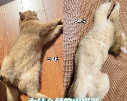 猫咪越来越瘦的原因剖析(宠物猫营养失衡)