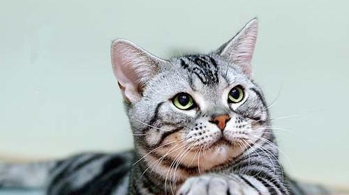 猫咪为什么会早上叫(探究猫咪早上叫的原因及对宠物主人的影响)
