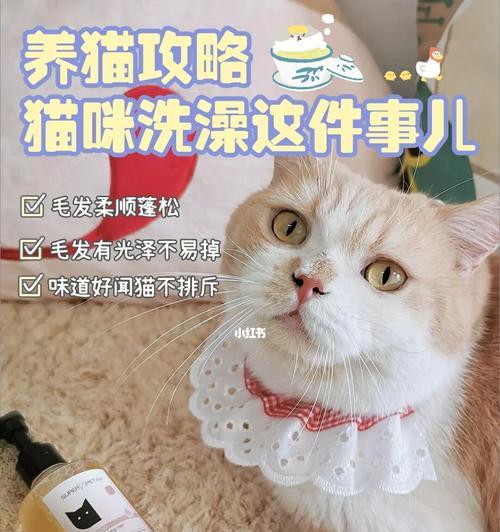 小猫不能洗澡的原因（宠物护理知识之小猫的洗澡问题）