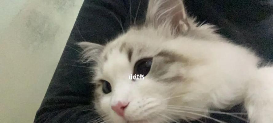 解密幼猫不拉屎的奥秘（探究幼猫肠胃发育与排便问题）