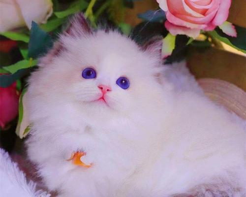 小猫不见了!怎么办(迷路或被偷走)