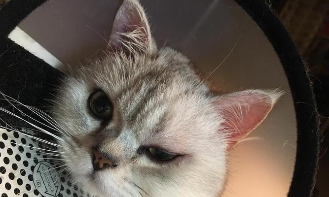 宠物误食扑热息痛怎么救（猫吃了扑热息痛怎么办）