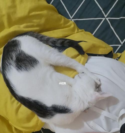 以猫传腹检测，宠物身体健康无忧（通过猫的检测了解宠物身体健康状况）