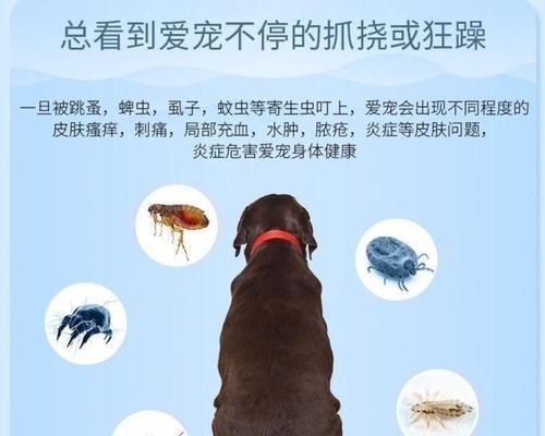 猫咪打虫后的反应(掌握关键诀窍)