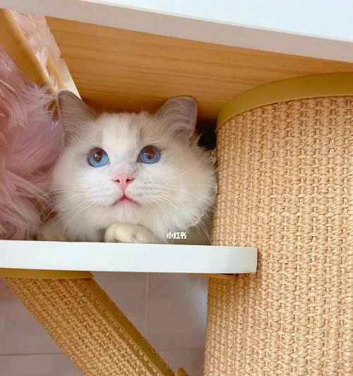 猫到新家的反应——宠物如何适应新环境(适应新家的窍门和注意事项)
