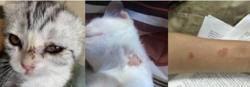 猫拉肚子虚脱，如何应对（以宠物为主的肠胃疾病急救方法）